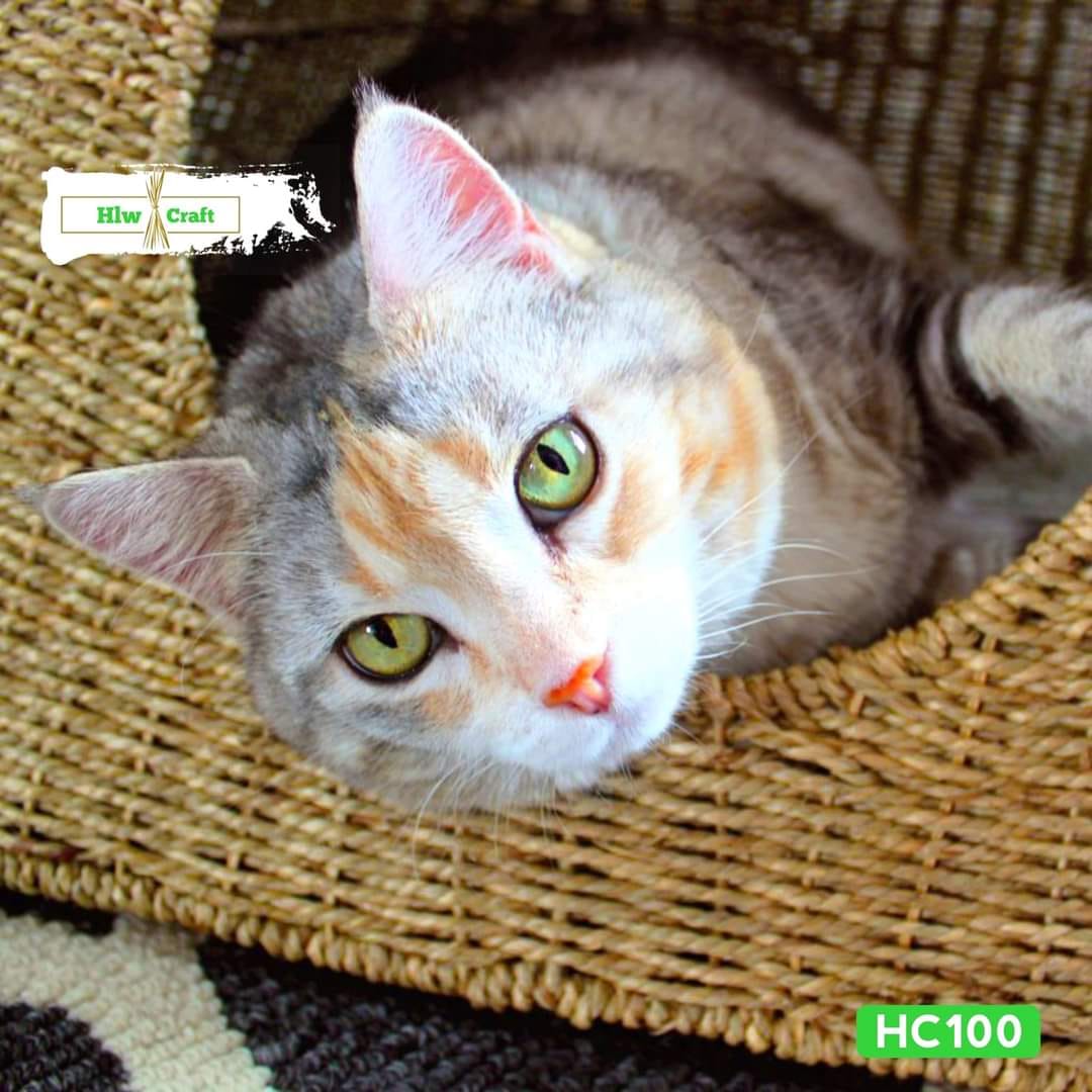 HC100